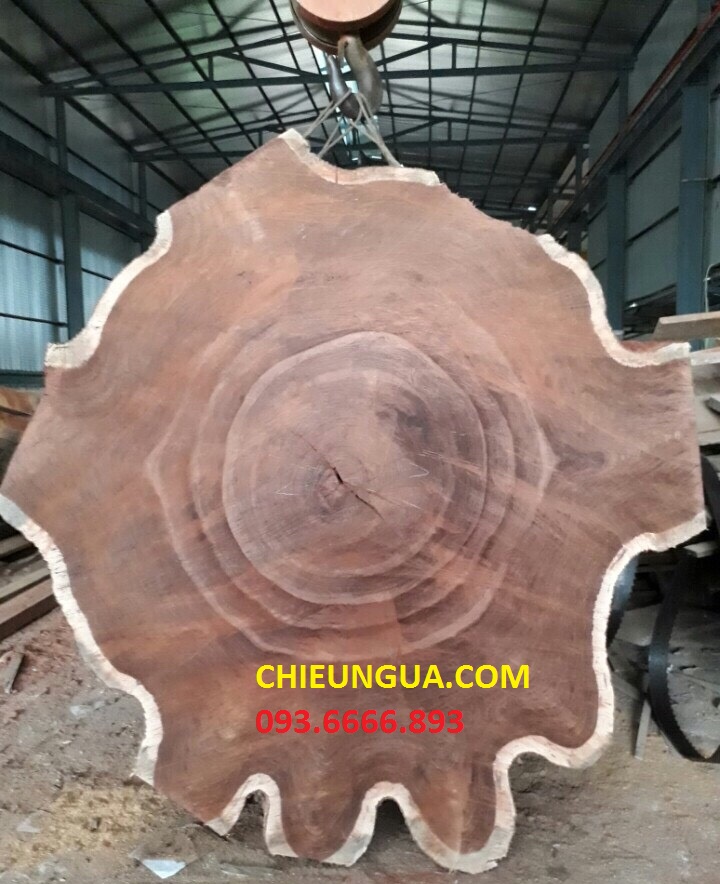 Cây gỗ cẩm